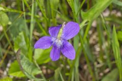 Arrowleaf Violet, Viola sagittata