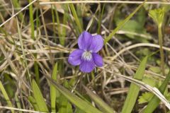 Arrowleaf Violet, Viola sagittata