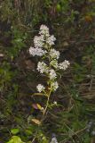White Arrowleaf Aster, Symphyotrichum urophyllum