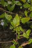 White Arrowleaf Aster, Symphyotrichum urophyllum
