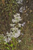 White Arrowleaf Aster, Symphyotrichum urophyllum
