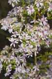 White Arrowleaf Aster, Symphyotrichum urophyllum