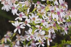 White Arrowleaf Aster