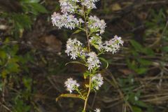 Arrowleaf Aster, Symphyotrichum urophyllum Arrowleaf Aster, Symphyotrichum urophyllum
