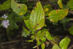 Arrowleaf Aster, Symphyotrichum urophyllum Arrowleaf Aster, Symphyotrichum urophyllum