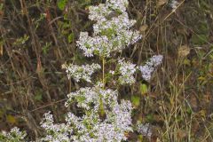 Arrowleaf Aster, Symphyotrichum urophyllum