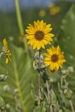 Ashy Sunflower, Helianthus Mollis