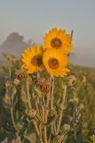 Ashy Sunflower, Helianthus Mollis