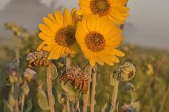 Ashy Sunflower