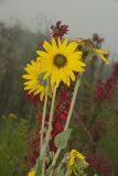 Ashy Sunflower, Helianthus mollis