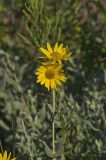 Ashy Sunflower, Helianthus mollis