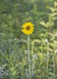 Ashy Sunflower, Helianthus mollis