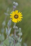 Ashy Sunflower, Helianthus mollis