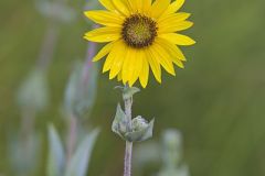 Asteraceae, Aster Family