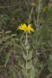 Ashy Sunflower, Helianthus mollis