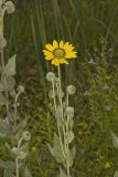 Ashy Sunflower, Helianthus mollis