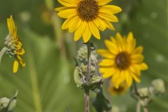 Ashy Sunflower, Helianthus Mollis