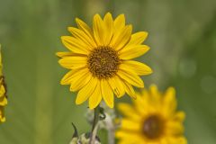 Ashy Sunflower, Helianthus Mollis Ashy Sunflower, Helianthus Mollis