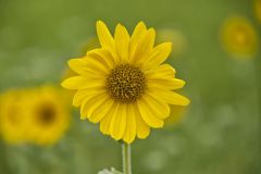 Ashy Sunflower, Helianthus Mollis Ashy Sunflower, Helianthus Mollis
