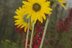 Ashy Sunflower, Helianthus mollis