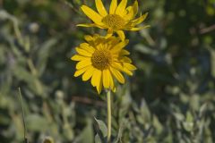 Ashy Sunflower, Helianthus mollis Ashy Sunflower, Helianthus mollis