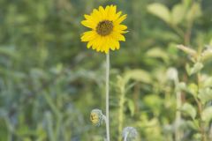 Ashy Sunflower, Helianthus mollis