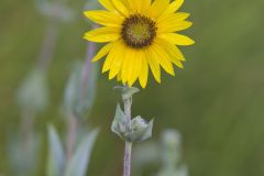 Ashy Sunflower, Helianthus mollis Ashy Sunflower, Helianthus mollis