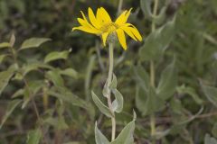 Ashy Sunflower, Helianthus mollis Ashy Sunflower, Helianthus mollis