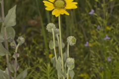 Ashy Sunflower, Helianthus mollis Ashy Sunflower, Helianthus mollis