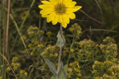 PAshySun011 PAshySun011
