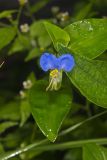 Asiatic Dayflower, Commelina communis