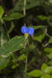 Asiatic Dayflower, Commelina communis