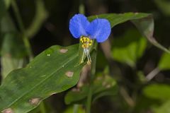 Asiatic Dayflower