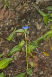 Asiatic Dayflower, Commelina communis