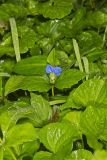 Asiatic Dayflower, Commelina communis