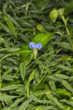 Asiatic Dayflower, Commelina communis