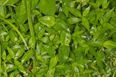 Asiatic Dayflower, Commelina communis