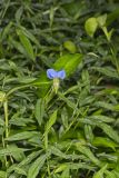 Asiatic Dayflower, Commelina communis