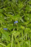 Asiatic Dayflower, Commelina communis