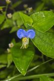 Asiatic Dayflower, Commelina communis