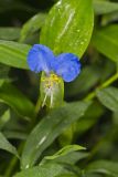 Asiatic Dayflower, Commelina communis