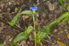 Asiatic Dayflower, Commelina communis