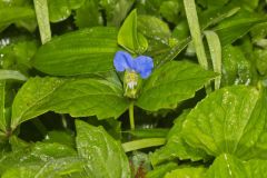 Asiatic Dayflower, Commelina communis