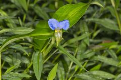 Asiatic Dayflower, Commelina communis