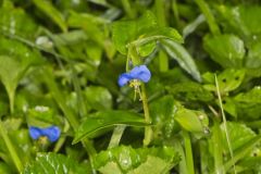Asiatic Dayflower, Commelina communis