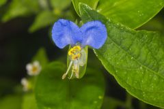 Asiatic Dayflower, Commelina communis