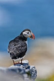Atlantic Puffin, Fratercula arctica