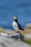 Atlantic Puffin, Fratercula arctica