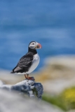 Atlantic Puffin, Fratercula arctica