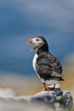 Atlantic Puffin, Fratercula arctica